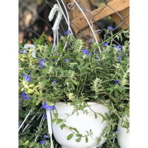 Chậu nhựa ABS đường kính 20cm kèm dây treo