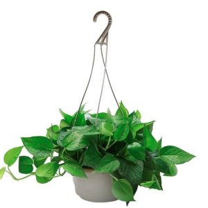 Chậu nhựa ABS đường kính 20cm kèm dây treo