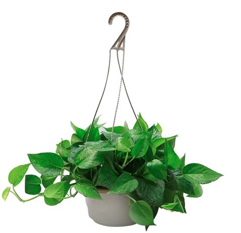 Set 10 chậu nhựa ABS đường kính 20cm kèm dây treo