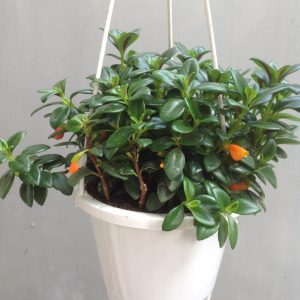 Chậu nhựa ABS đường kính 20cm kèm dây treo