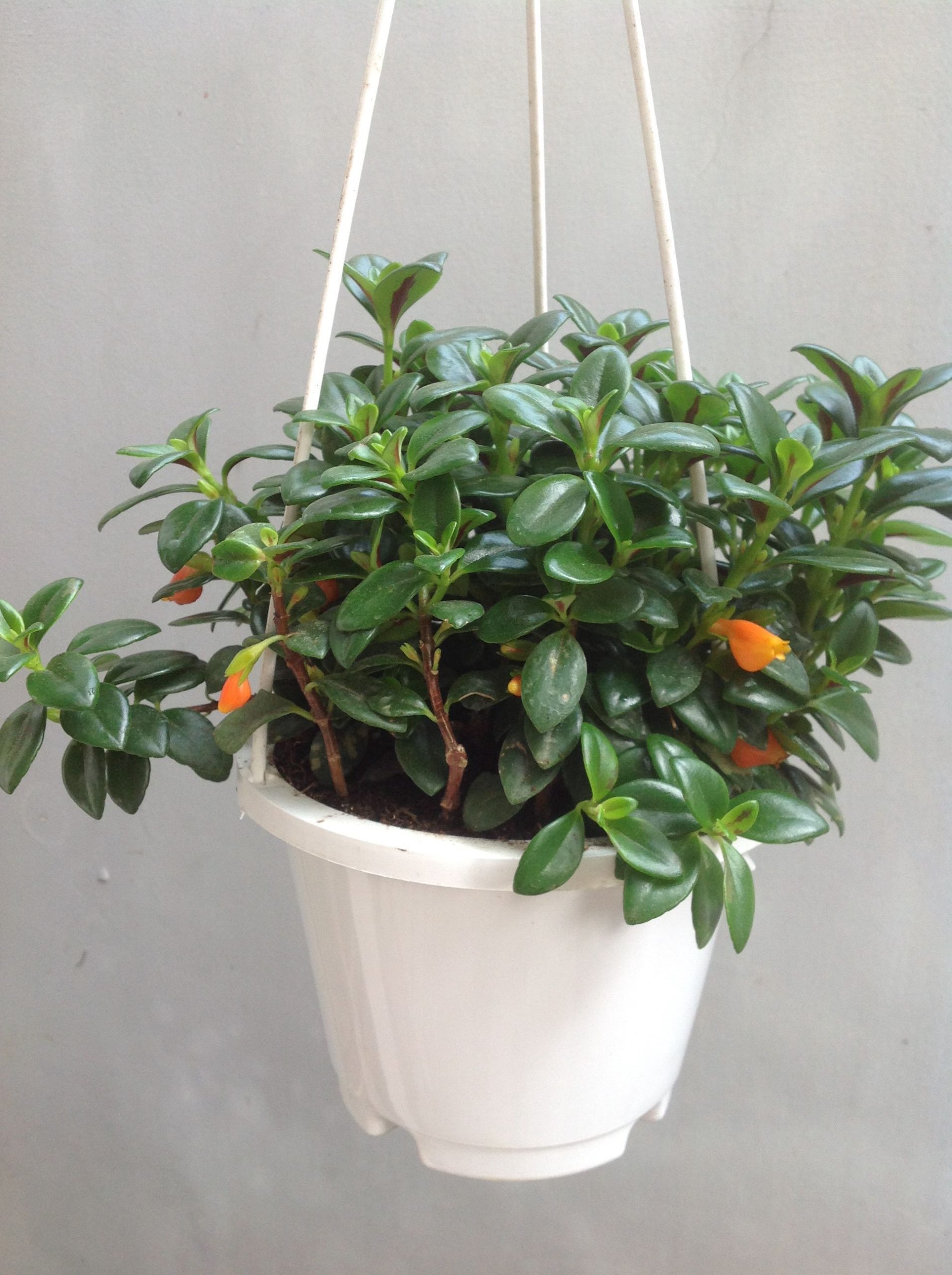 Set 10 chậu nhựa ABS đường kính 20cm kèm dây treo