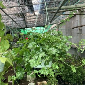 Chậu treo phong lữ thảo hoa đơn - giao cây màu ngẫu nhiên sum đẹp - Geranium