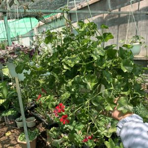 Chậu treo phong lữ thảo hoa đơn - giao cây màu ngẫu nhiên sum đẹp - Geranium