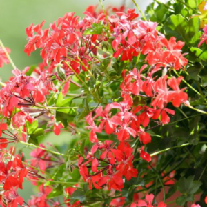 Chậu treo phong lữ thảo hoa đơn - giao cây màu ngẫu nhiên sum đẹp - Geranium