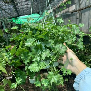 Chậu treo phong lữ thảo hoa đơn - giao cây màu ngẫu nhiên sum đẹp - Geranium