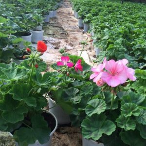 Chậu treo phong lữ thảo hoa đơn - giao cây màu ngẫu nhiên sum đẹp - Geranium