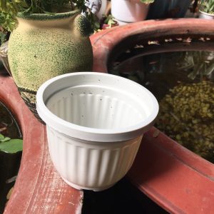 Chậu nhựa vân sọc sen đá nhỏ