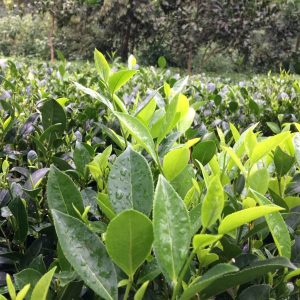 Chậu lá trà xanh uống mát người, thanh lọc cơ thể