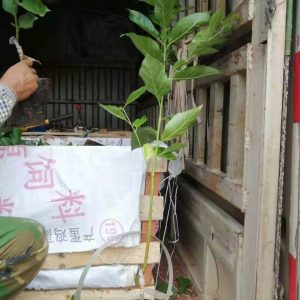 Cây giống Cherry Mỹ - Cherry Anh Đào giống chuẩn