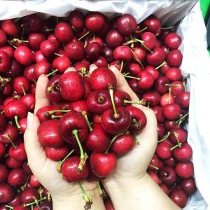 Cây giống Cherry Mỹ - Cherry Anh Đào giống chuẩn