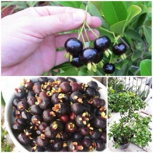 [Cây giống] Cherry Brazil - Grumichama (Eugenia brasiliensis) giống chuẩn, chịu nhiệt tốt, cực sai trái - cây cao 30-50cm, trồng khoảng 18 tháng cho trái