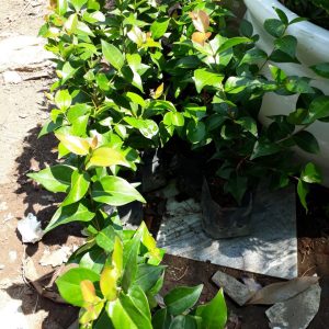 Cây giống Cherry Surinam - Giống Cherry Khía 8 múi ngoại nhập hay còn gọi Anh Đào Đen xuất xứ Brazil