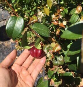 Cây giống Cherry Surinam - Giống Cherry Khía 8 múi ngoại nhập hay còn gọi Anh Đào Đen xuất xứ Brazil