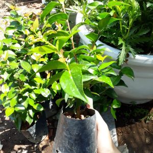 Cây giống Cherry Surinam - Giống Cherry Khía 8 múi ngoại nhập hay còn gọi Anh Đào Đen xuất xứ Brazil