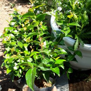 Cây giống Cherry Surinam - Giống Cherry Khía 8 múi ngoại nhập hay còn gọi Anh Đào Đen xuất xứ Brazil