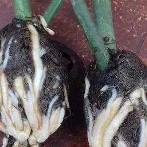 Combo 10 cây giống bầu chiết hồng ngoại - bầu nhiều rễ ổn định, tỷ lệ sống cao