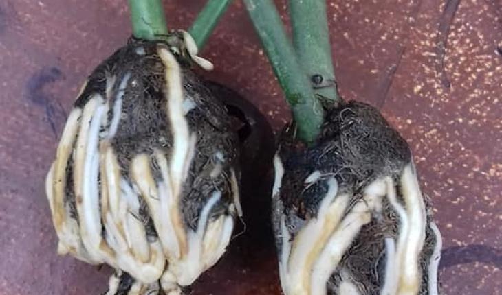 Combo 10 cây giống bầu chiết hồng ngoại - bầu nhiều rễ ổn định, tỷ lệ sống cao