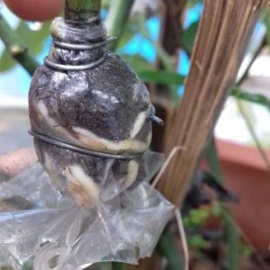 Combo 10 cây giống bầu chiết hồng ngoại - bầu nhiều rễ ổn định, tỷ lệ sống cao