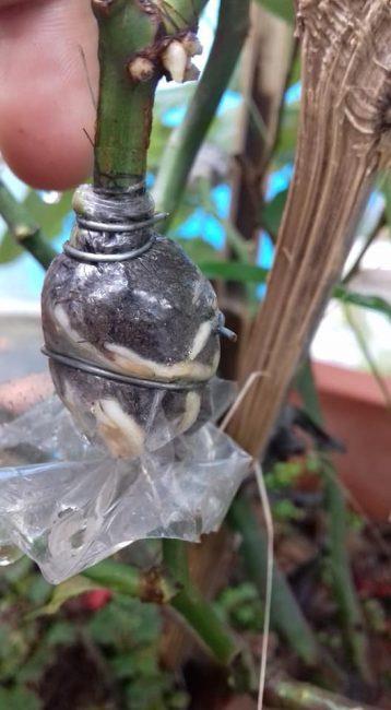 chiet-canh-358x650-1 Combo 10 cây giống bầu chiết hồng ngoại - bầu nhiều rễ ổn định, tỷ lệ sống cao