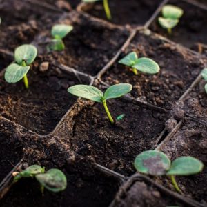 Gói 1kg phân nhộng Chitin sản xuất với công nghệ Bỉ