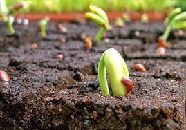 Gói 1kg phân nhộng Chitin sản xuất với công nghệ Bỉ