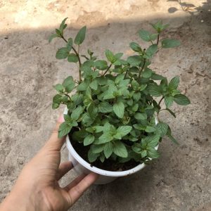 Chậu cây Bạc Hà Sô cô la - Chocomint