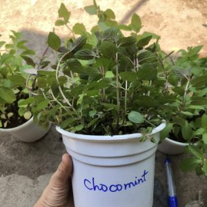Chậu cây Bạc Hà Sô cô la - Chocomint