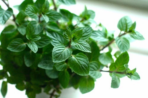 Chậu cây Bạc Hà Sô cô la - Chocomint