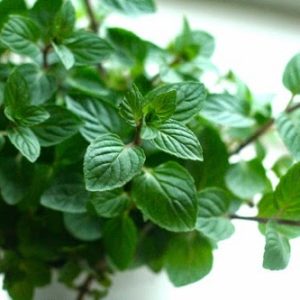 Chậu cây Bạc Hà Sô cô la - Chocomint