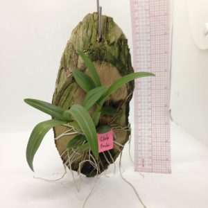 Dendro Enobi tia chớp