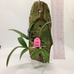 Dendro Enobi tia chớp