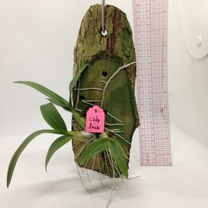 Dendro Enobi tia chớp