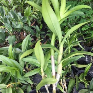 Chậu cây lan dendro chớp kim cương hàng cây tơ thân lá sắp hoa