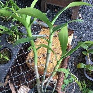 Chậu cây lan dendro chớp kim cương hàng cây tơ thân lá sắp hoa