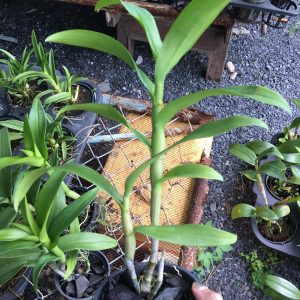 Chậu cây lan dendro chớp kim cương hàng cây tơ thân lá sắp hoa