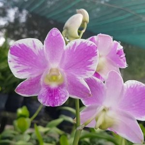 Chậu cây lan dendro chớp kim cương hàng cây tơ thân lá sắp hoa