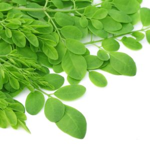 Gói 10 hạt giống Chùm Ngây