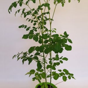 gói 1kg hạt giống cây chùm ngây