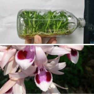 Chai mô Giả Hạc Chumoray - Gieo hạt 25 cây