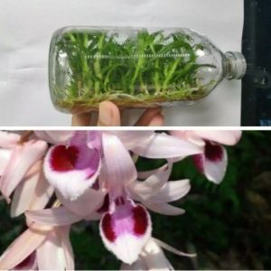 Chai mô Giả Hạc Chumoray - Gieo hạt 25 cây