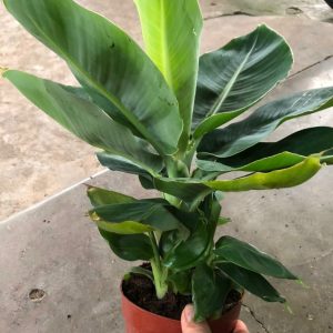 Chuối lùn ăn trái mini làm cảnh hàng giống chuẩn