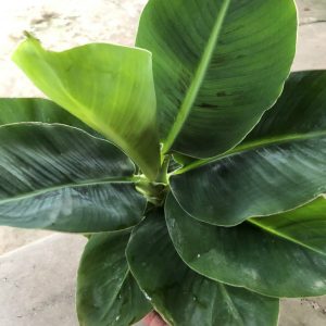 Chuối lùn ăn trái mini làm cảnh hàng giống chuẩn