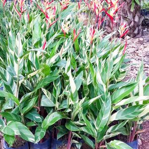 Cây giống hoa Mỏ Két Cẩm Thạch - CayGiongTot