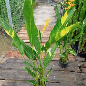 Chậu cây giống chuối mỏ két Thái cẩm thạch lá lớn hoa cam cao trên 1m