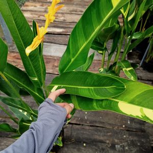 Chậu cây giống chuối mỏ két Thái cẩm thạch lá lớn hoa cam cao trên 1m