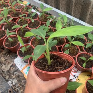 Cây giống chuối Musa - chuối bàn tay cầu nguyện cấy mô