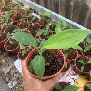 Cây giống chuối Musa - chuối bàn tay cầu nguyện cấy mô