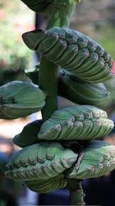 Cây giống chuối Musa - chuối bàn tay cầu nguyện cấy mô