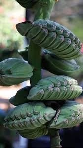 Cây giống chuối Musa - chuối bàn tay cầu nguyện cấy mô