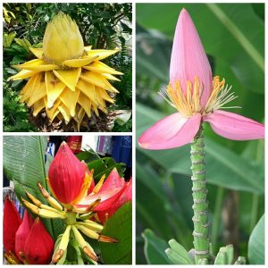 Cây giống chuối hoa thái (thân lùn) - CayGiongTot